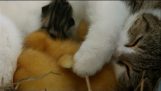 Gatto adotta tre anatroccoli insieme ai suoi cuccioli