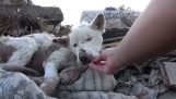 Il salvataggio di un cane randagio che viveva nel deserto