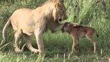 Leão protege e conserva um pequeno GNU