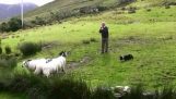 Um pastor surpreendente e os seus cães os incríveis