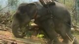 L'abuso di elefanti in Thailandia