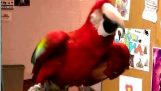 A dança de papagaios