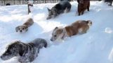 Psy v snehu