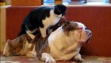 Katzen sind Massage für Hunde