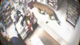 A Tiger goes shopping