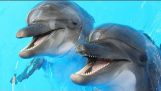 Delfiner använder droger
