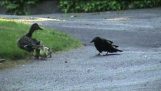 Ankka äiti suojaa pentunsa crows