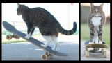 Μια γάτα με ταλέντο στο skateboard