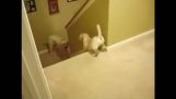 Câini vs pisici: Cum sa inveti copilul coboară scările