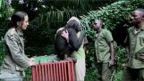 The touching gesture of a chimpanzee