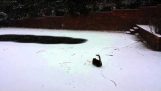 Η γάτα που είδε για πρώτη φορά χιόνι