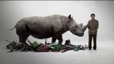 Jackie Chan ’ s PSA pe cumpararea coarne de rinocer
