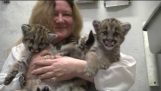 Salvat cougar orfani