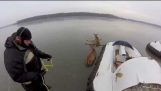 鹿從冰湖救援