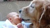 Honden vergadering babys voor eerste tijd compilatie