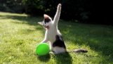 Кошки vs шары