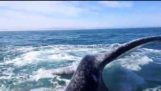 Шамар от кит