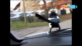 Magpie ride på bil