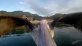Letenje sa Pelikan