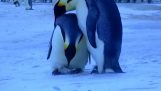 The wailing of the penguins