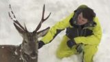 救出被困在雪地里的一只牡鹿