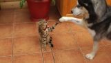 ההאסקי רוצה לשחק עם החתול