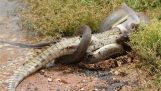 Cobra devora Crocodile Após 5 horas de batalha