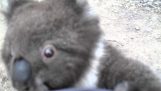 Koala trepa por la pierna de una mujer por un abrazo