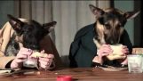 Две собаки пытаются пообедать вместе