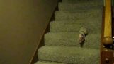Caserío el cerdo Mini va bajando las escaleras