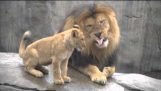 Los leones pequeño su papá