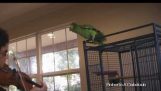 Parrot Attacks and Bites Violinist: Amazing, Scary, Hilarious!
