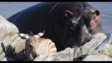 Hipopótamos salvar uma zebra depois crocodilo ataque