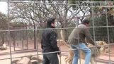 Telegraph journalist gets mauled by Lion