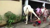 Guy Got Kick In the Head By Raging Cow