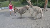 Jaloers Donkey