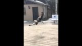 German Shepherd Slow Motion Fail