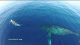 Κοπάδια δελφινιών και φάλαινες κινηματογραφούνται από Drones