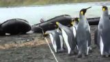 Пингвини срещу въже