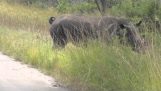 Ρινόκερος βρέθηκε ακρωτηρισμένος από λαθροθήρες