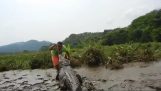 喂养一只鳄鱼在哥斯达黎加