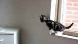 Οι γάτες που δεν μπορούν να πηδήξουν