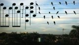 מוסיקה בטבע: ציפורים על חוטים