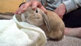 Зіпсований кролика