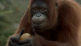 A dança do Orangotango de Sumatra