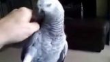 Touchy parrot