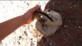 Meerkat solletico