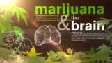 Corpul tau sub influenţa de marijuana