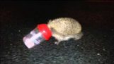 The rescue of the Hedgehog