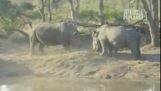En lille næsehorn beskytter hans mor